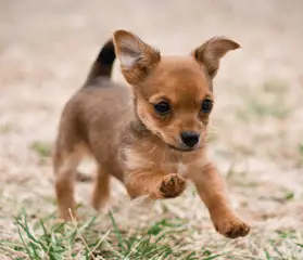 What is the lifespan of a chihuahua yorkie mix