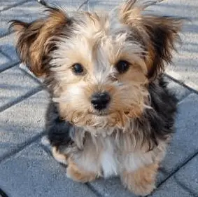 yorkie poodle cross