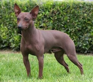 american hairless terrier kennel