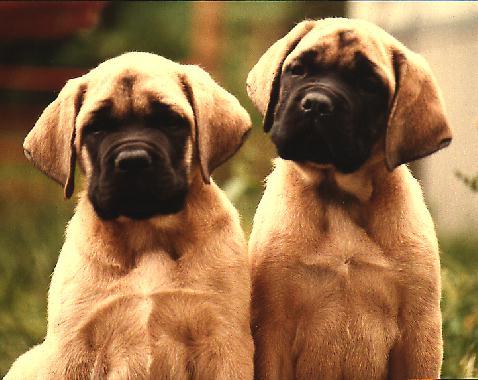 american mastiff puppies
