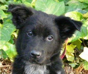 Learn About The German Shepherd Border Collie Mix Dogable