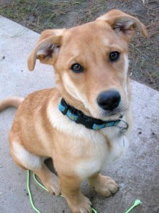 short haired shepherd mix