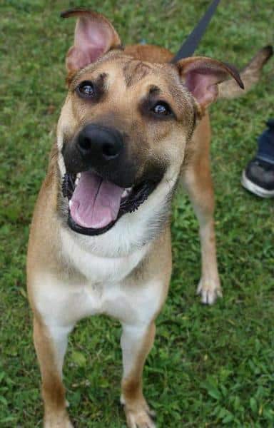 german shepherd lab mix - Dogable