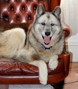 All About The German Shepherd Husky Mix Dogable