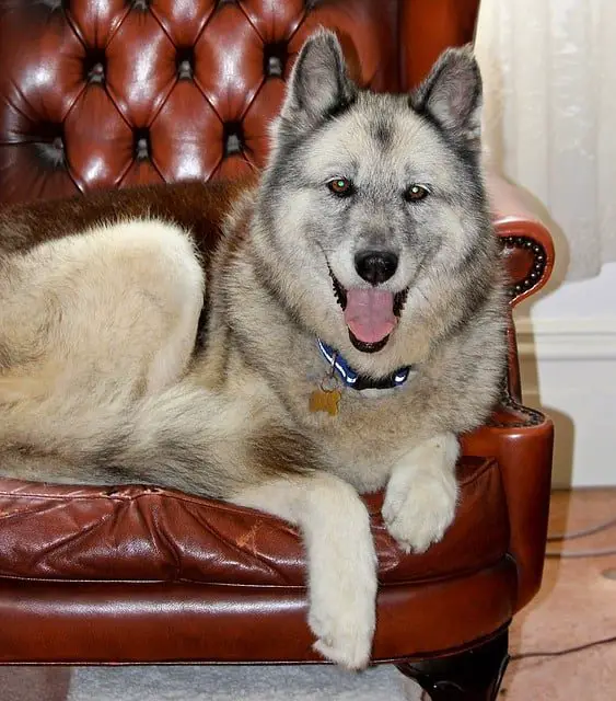 All About the German Shepherd Husky Mix - Dogable