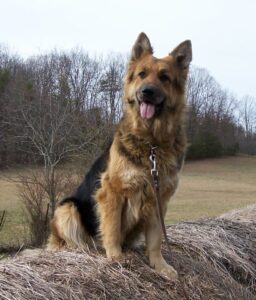 Learn More About The Long Haired German Shepherd Dogable