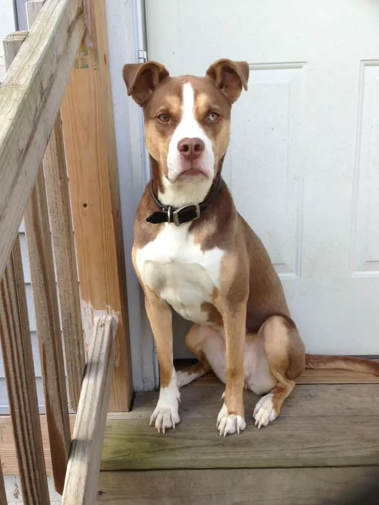 Learn About the Pitbull Husky Mix a.k.a. the Pitsky Dogable