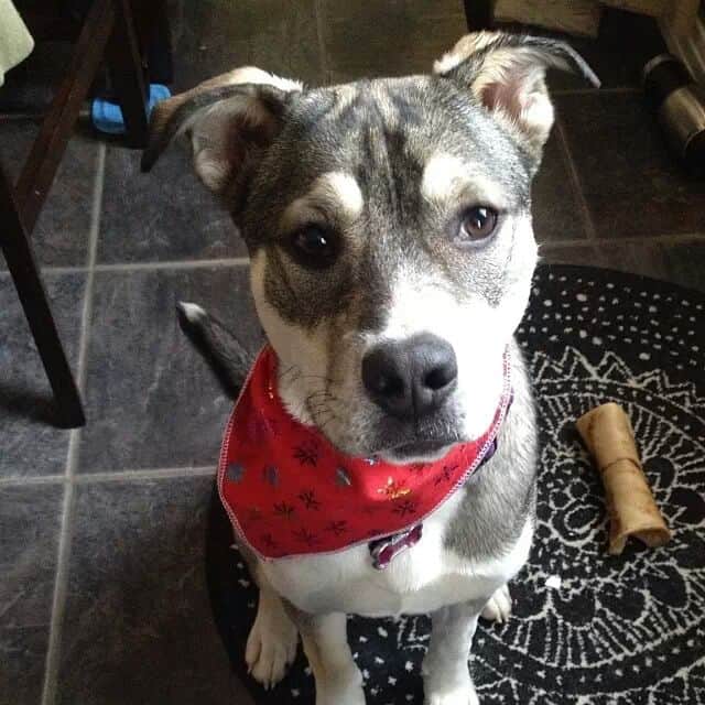 pit mixed with husky