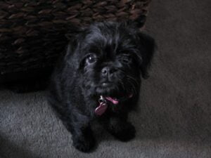 curly haired pug