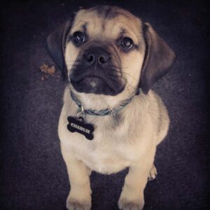 Puggle