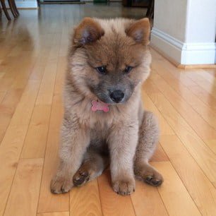 chow chow husky mix puppy