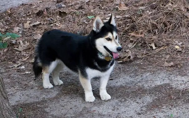 what is a corgi husky mix