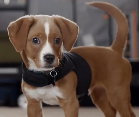 Cheagle Beagle Chihuahua Mix Dogable