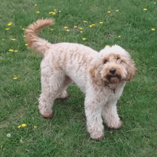 cockapoo and toy poodle mix