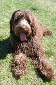 Labradoodle