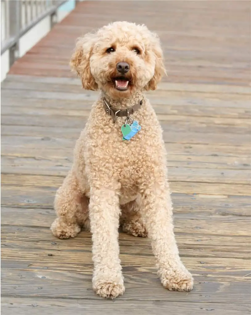 Labradoodle: Lab Poodle Mix - Dogable