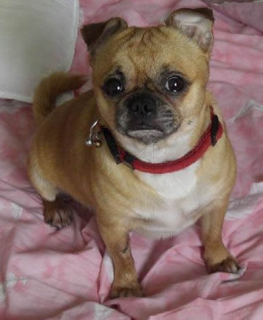 chihuahua crossed with pug