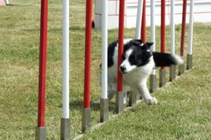 Obedience Trials With Your Dog