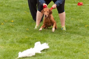 Lure Coursing With Your Dog