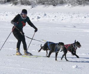 Skijoring With Your Dog