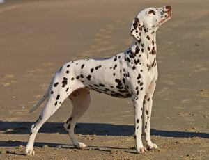 Dalmatian Dog Breed Photograph
