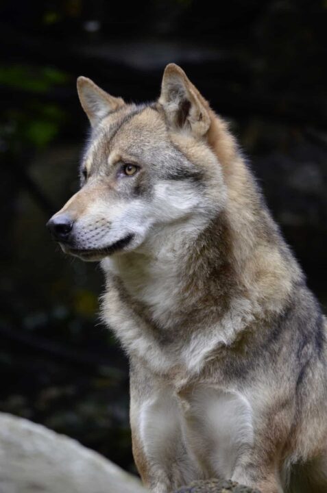 All About The Czechoslovakian Wolfdog Aka Ceskoslovensky Vlcak Dogable