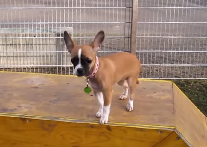 Adorable Bulldog Mixed With A Chihuahua