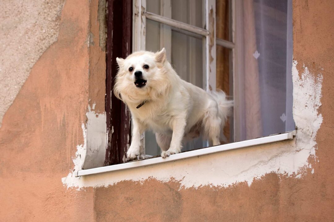 How to Stop Dog From Barking At Window