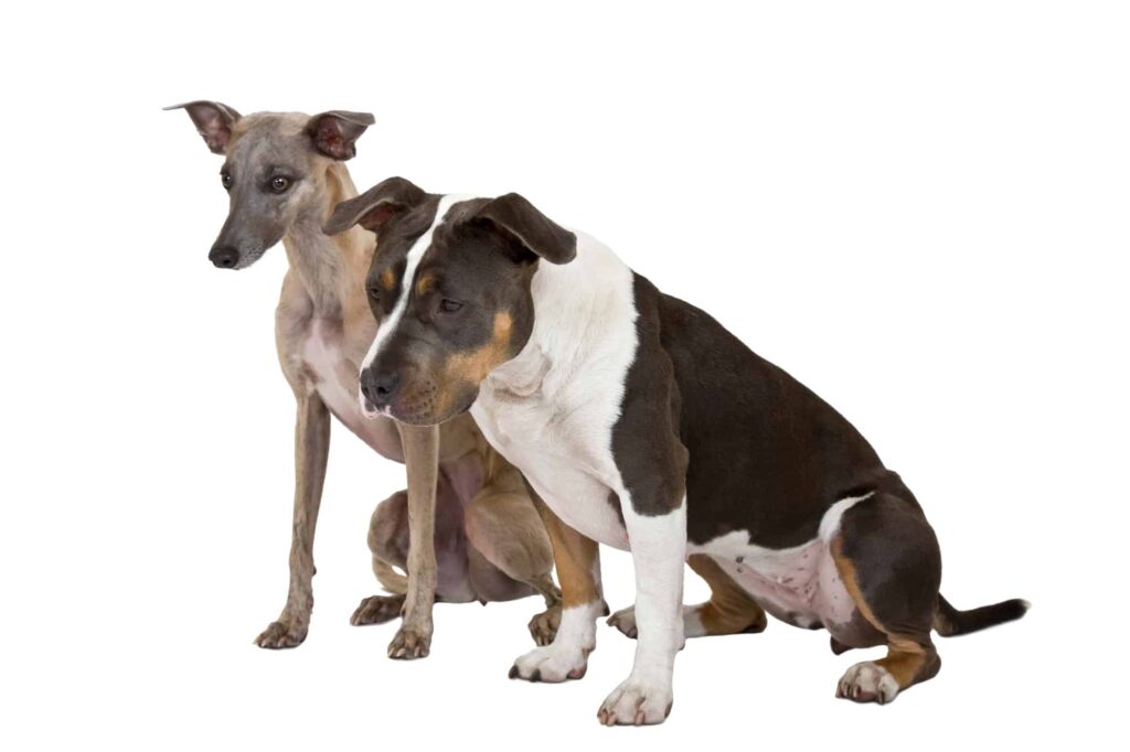Whippet And Pitbull Together