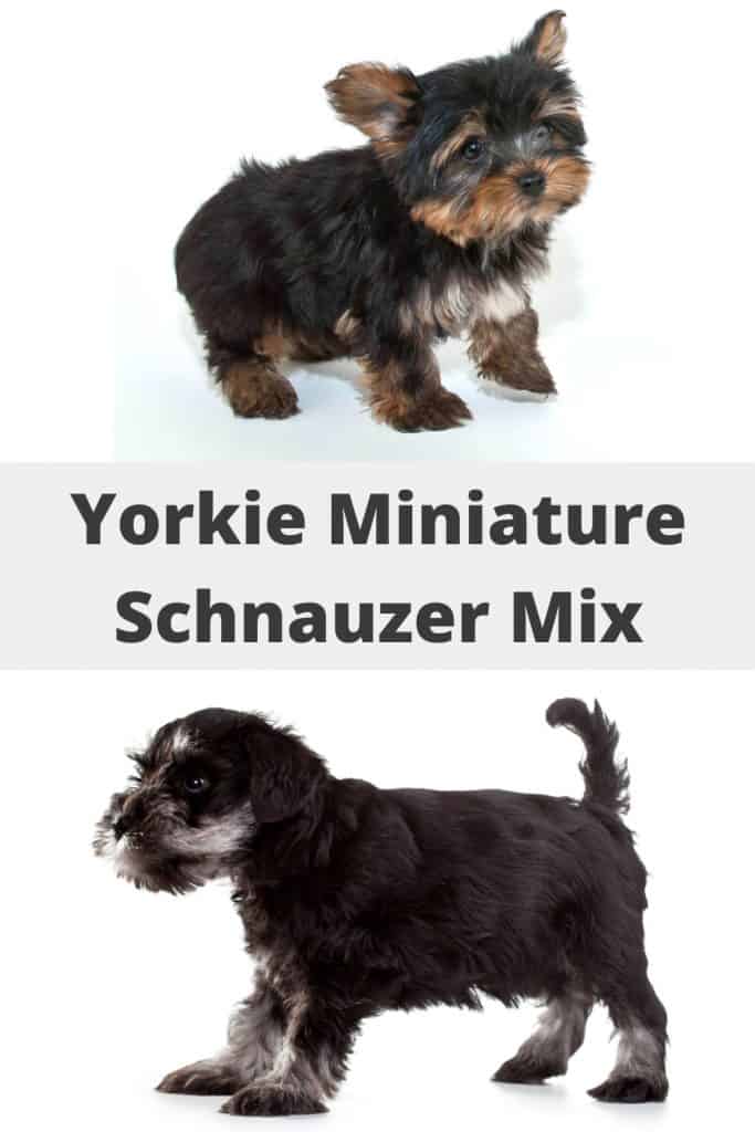 Yorkie Miniature Schnauzer Mix
