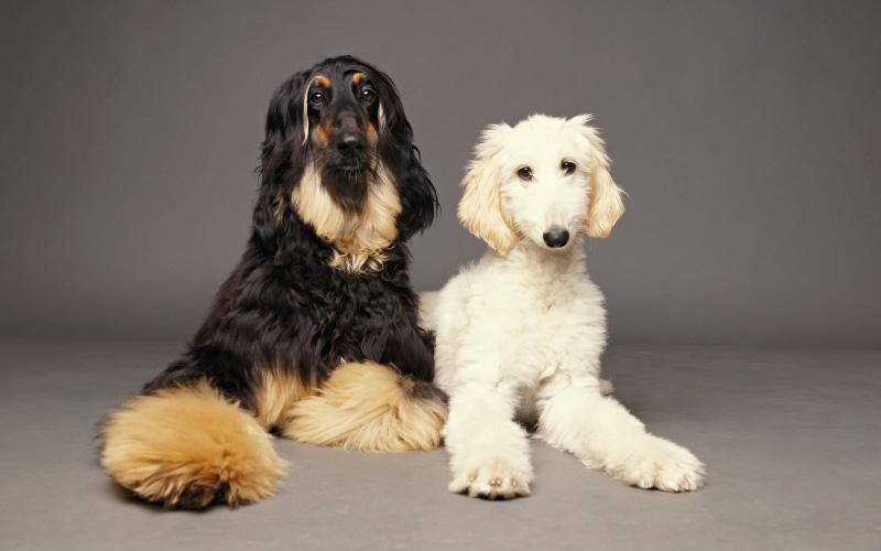 Afghan Hound Puppies For Sale