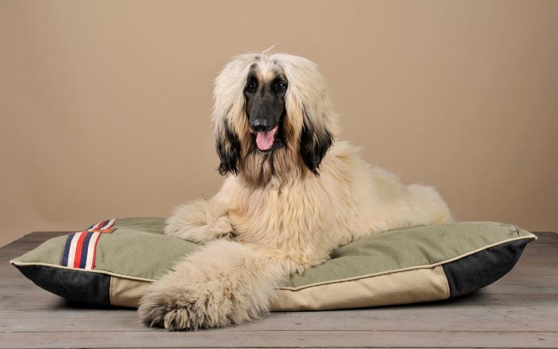 Afghan Hound Puppy For Sale