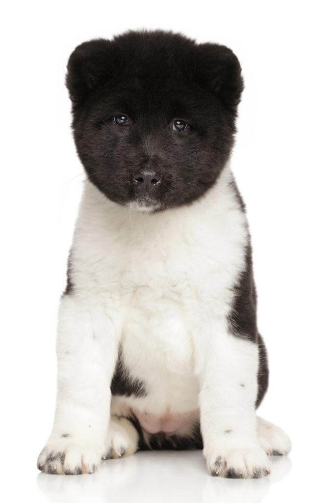 Akita Puppy