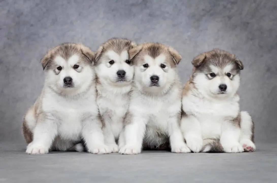 Where to Find Alaskan Malamute Puppies for Sale - Dogable
