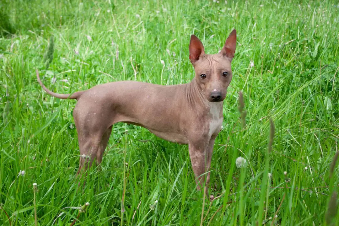American Hairless Terrier Puppy