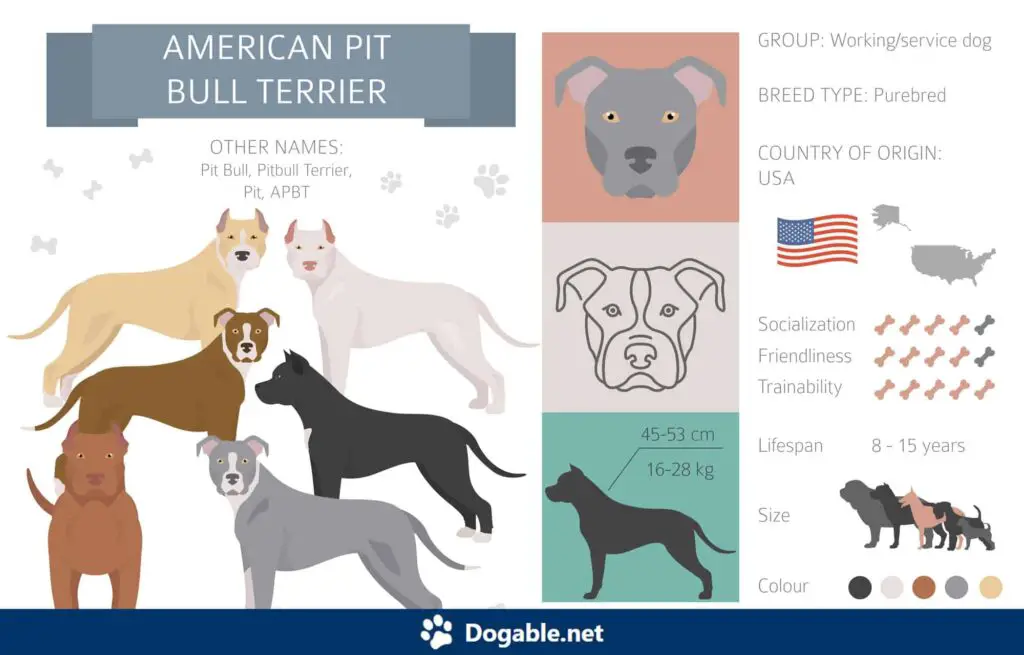 American Pit Bull Terrier Infographic