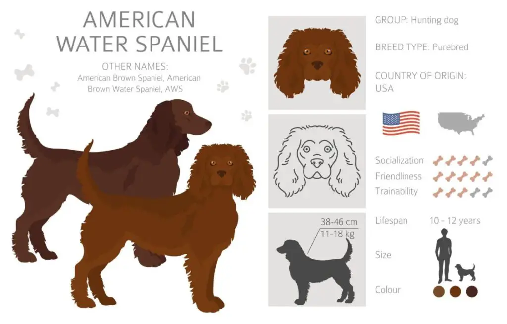 American Water Spaniel For Sale