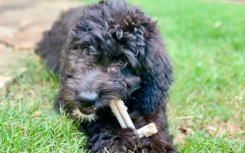 Aussiedoodle Puppy With Toy