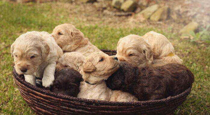 Australian Labradoodle Puppies For Sale