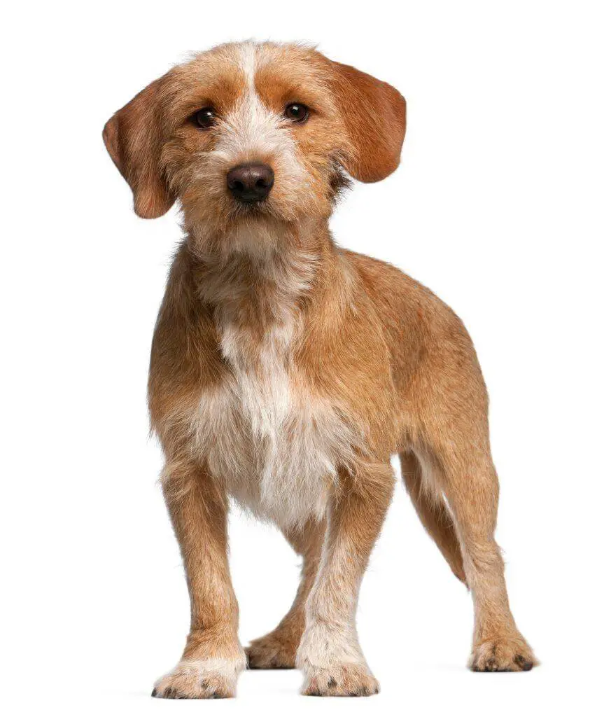 Basset Fauve De Bretagne Puppy For Sale