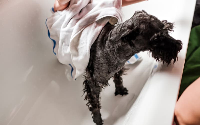 Bathing A Schnauzer Puppy