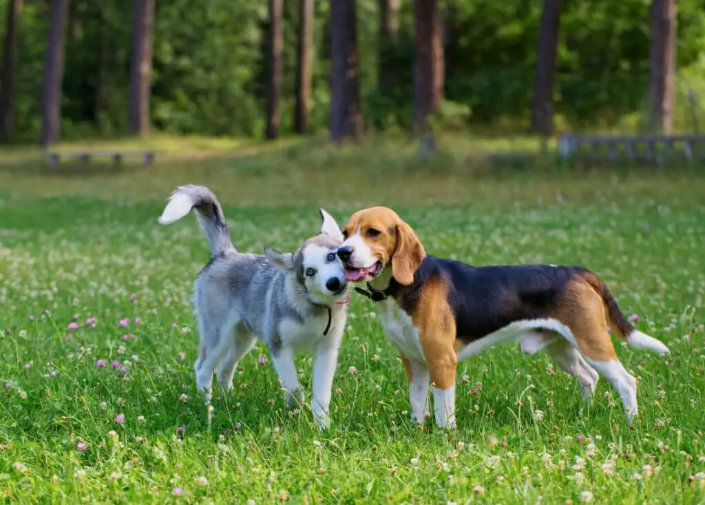 Beagle And Husky Together