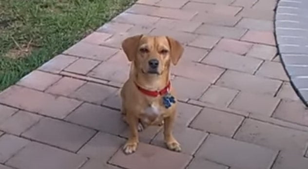 Beagle Chihuahua Mix