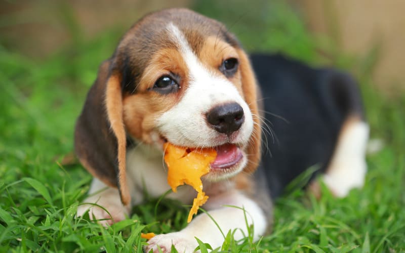 Beagle Diet