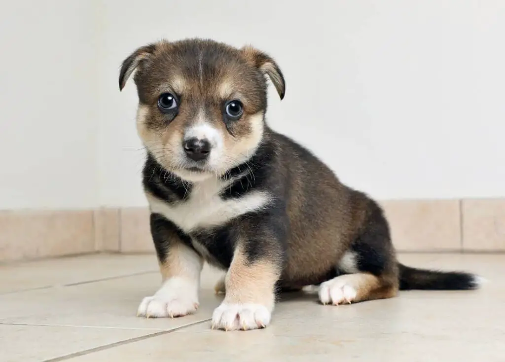 Beagle Husky Mix Puppy