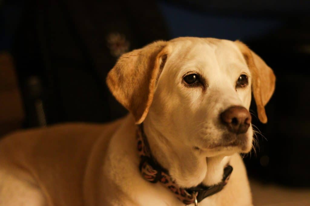 Beagle Labrador Mix