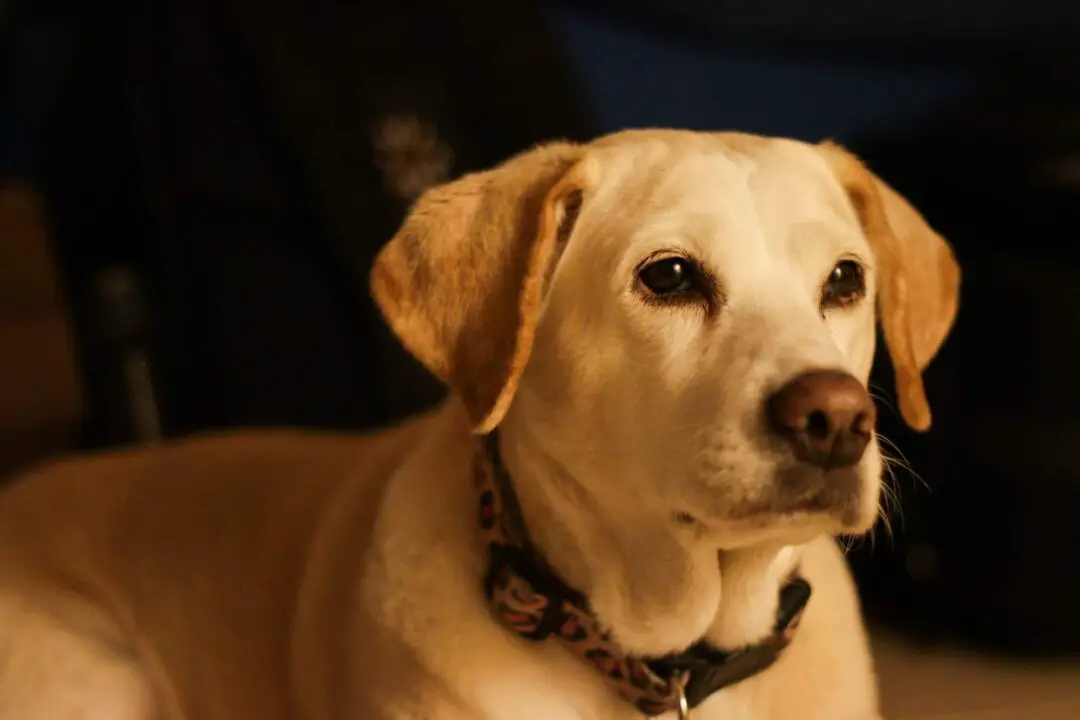 Learn More About the Beagle Labrador Mix Dogable