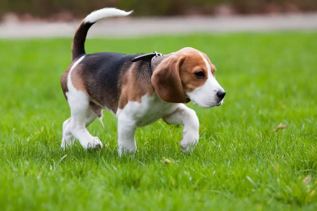 Beagle Puppy Outside
