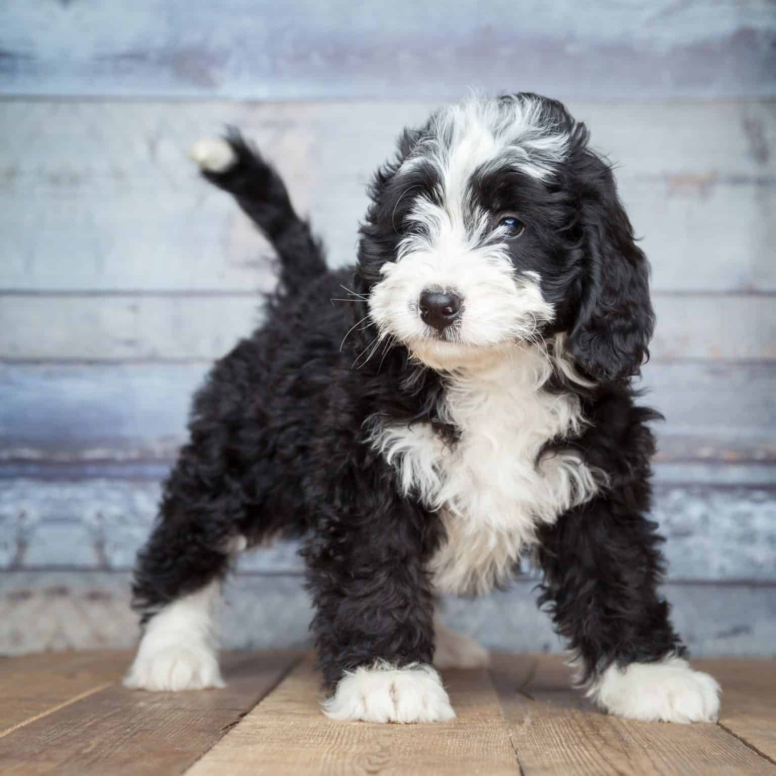All About the Bernese Mountain Dog Poodle Mix aka
