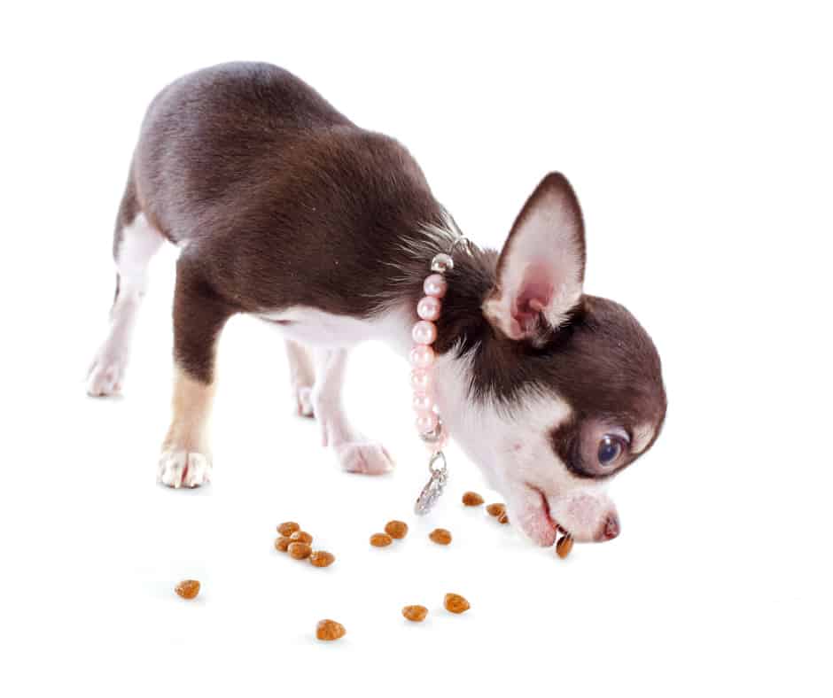 34 Best Photos Best Food For Chihuahua Puppy : The Ultimate Guide To What Chihuahuas Can And Can T Eat Embora Pets